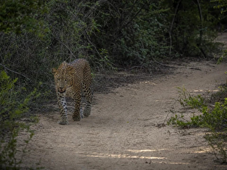 Kumana National Park Access