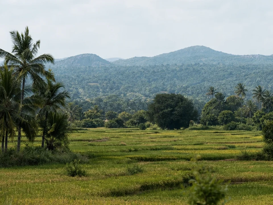 Lahugala Elephant Viewing