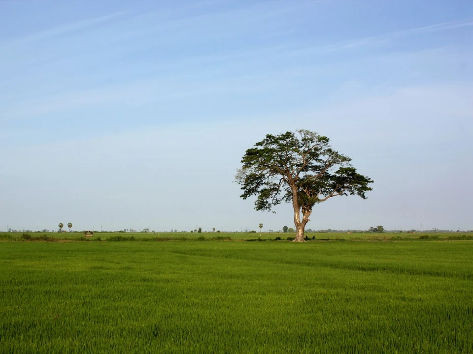 Rice Country & East Plains