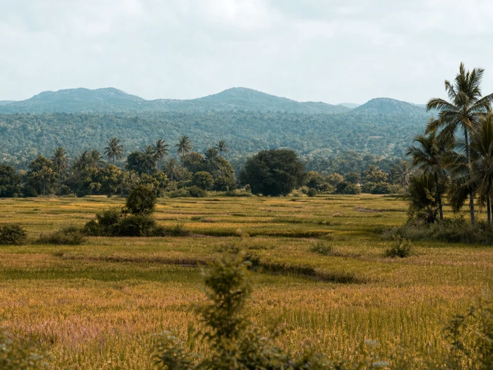 Rice Country & East Plains