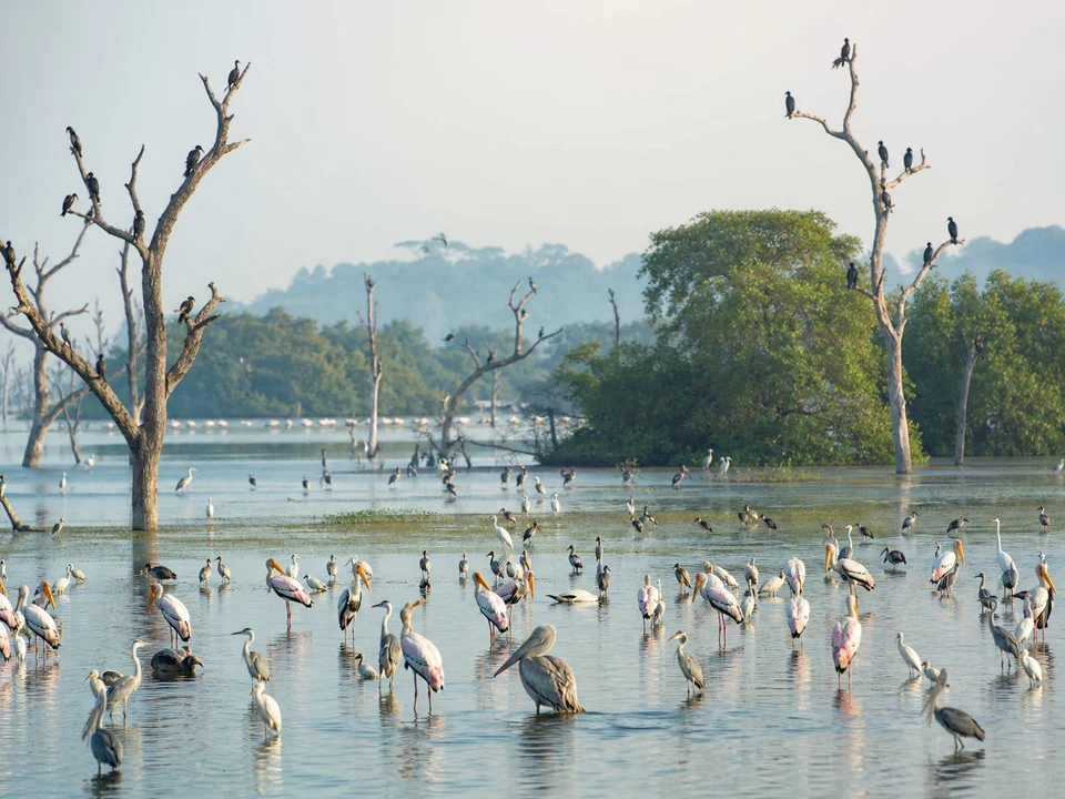 Kumana National Park