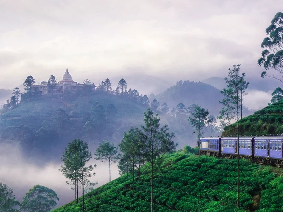 Tea Vistas & Ridge Roads