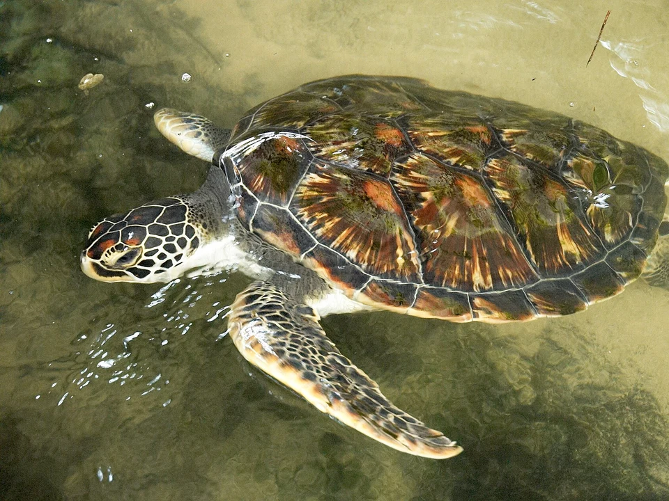 Kosgoda Turtle Hatcheries