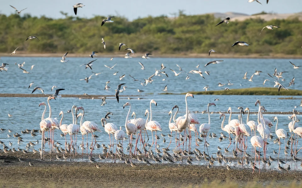 Bundala Bird Watching Safari