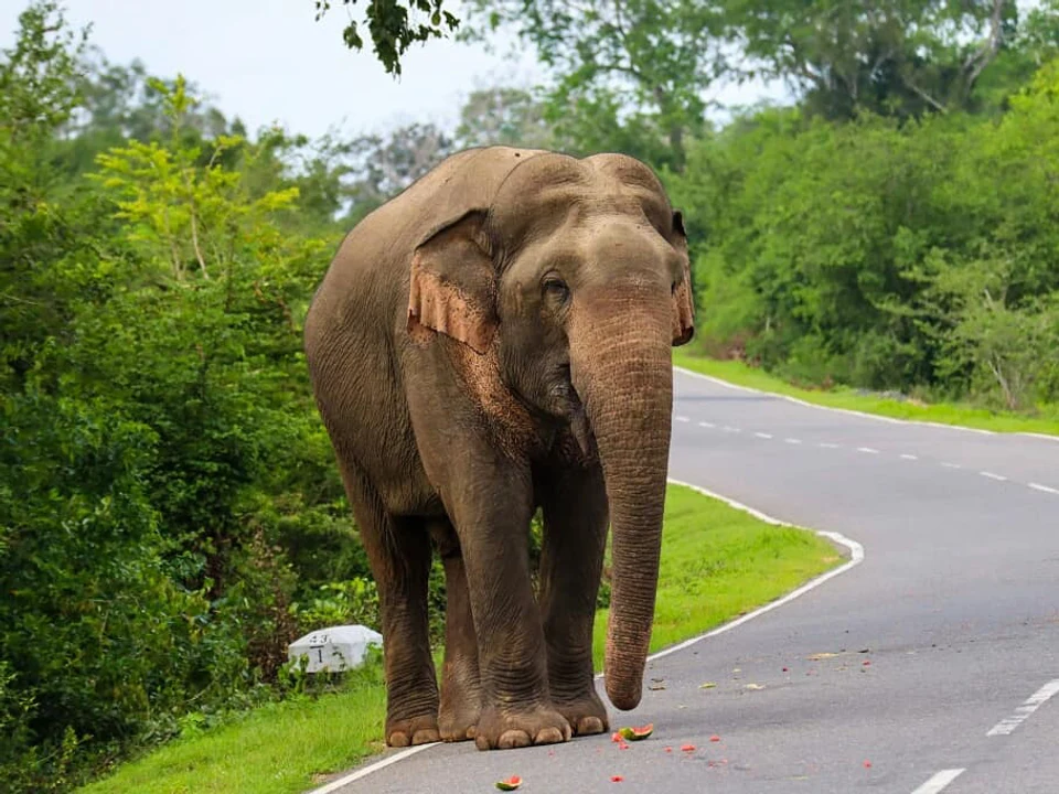 Minneriya Elephant Safaris