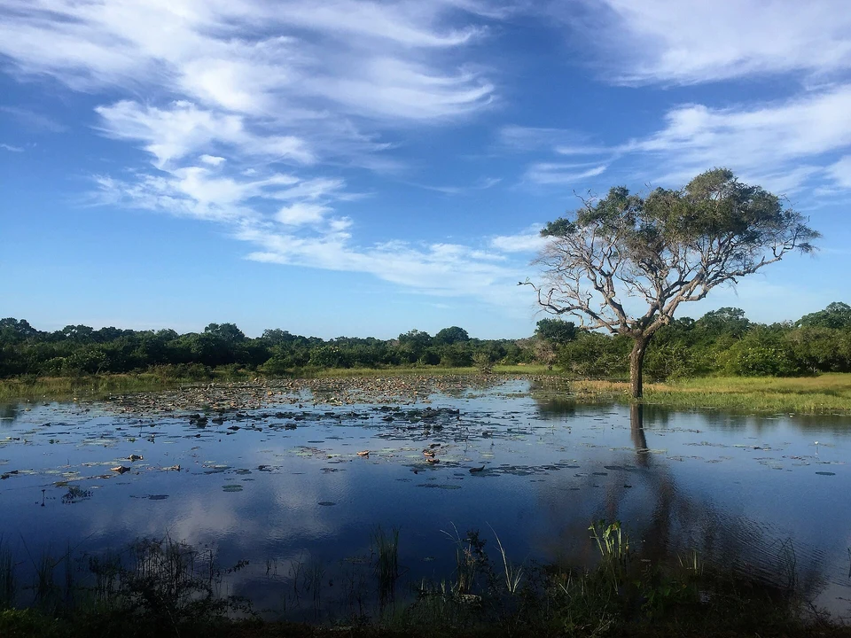 Yala & Deep South Connections