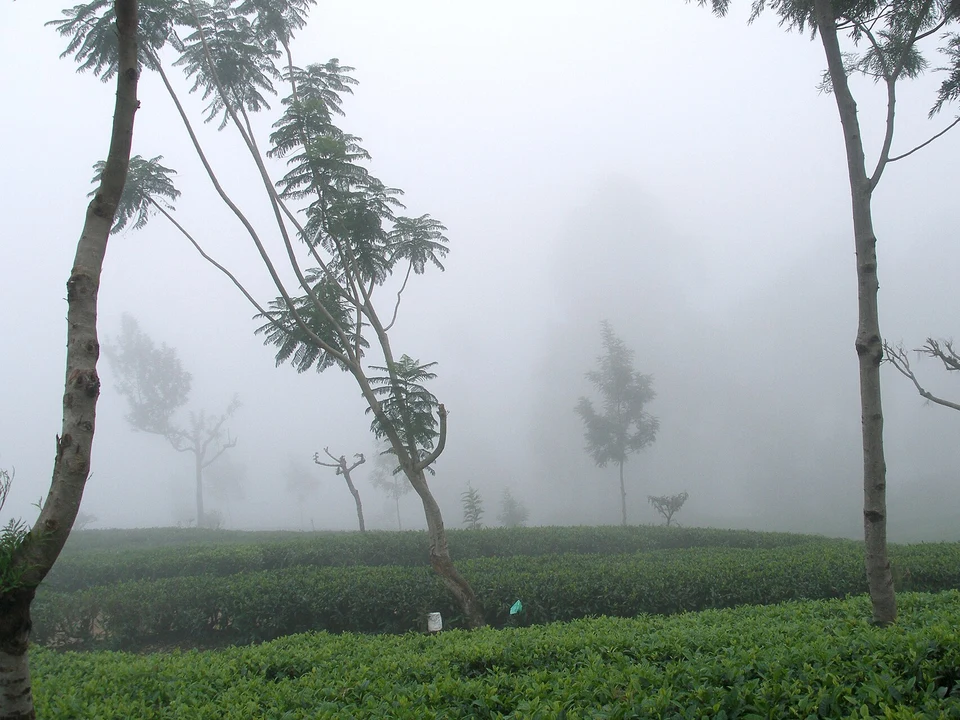 Tea Ridges & Lipton's Seat