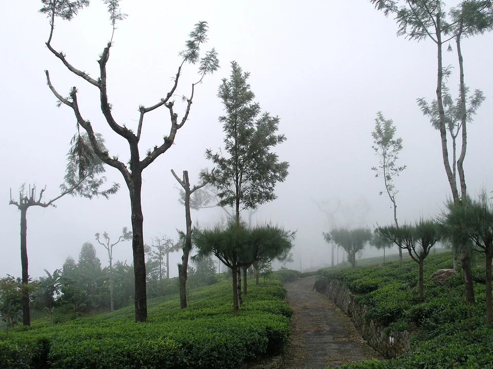 Estate Walks & Tea Pickers