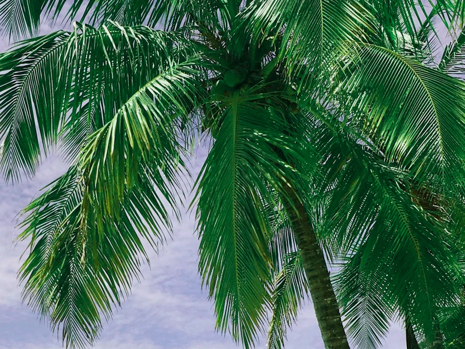 Planning Your Hikkaduwa Visit