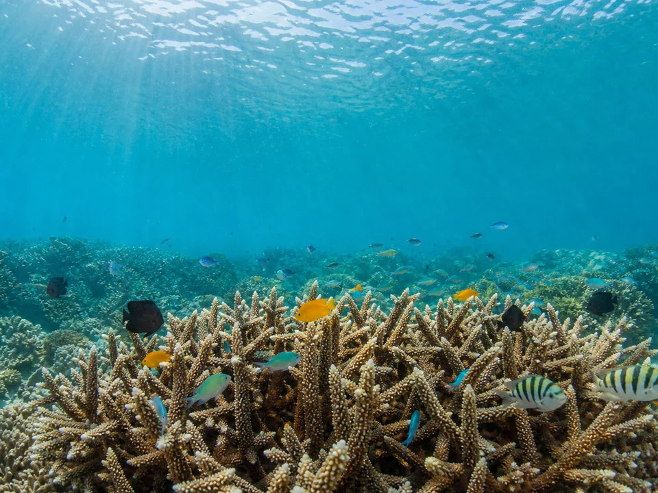 Reef Snorkelling & Diving