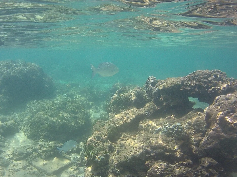 Turtle Watching & Hatcheries