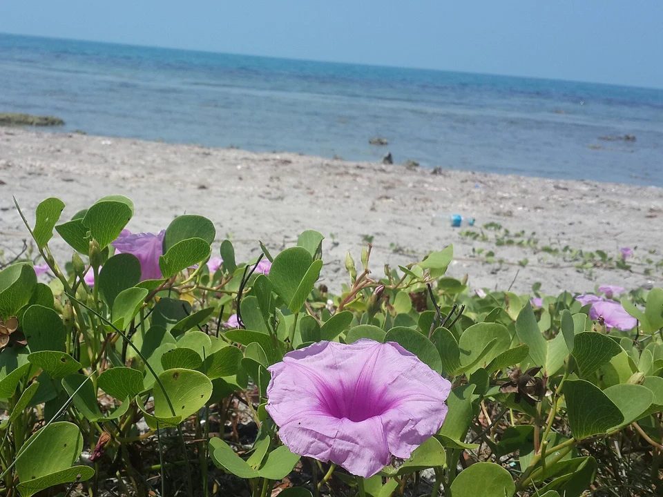 Casuarina Beach & Quiet Shores
