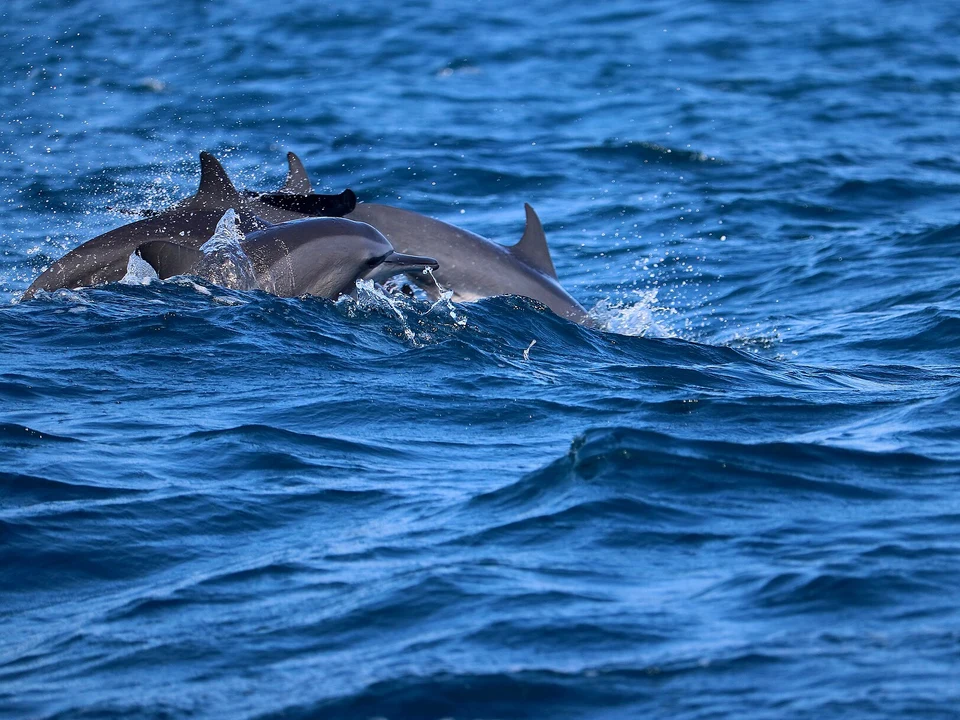 Dolphins, Kites & Bar Reef