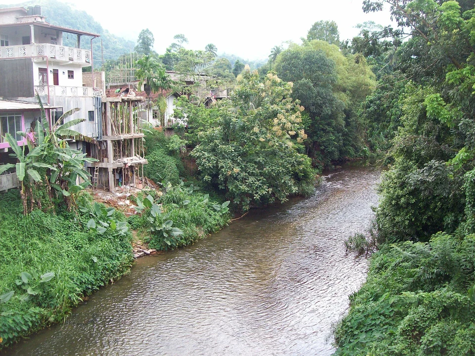 Rainforest Walks & Birdlife