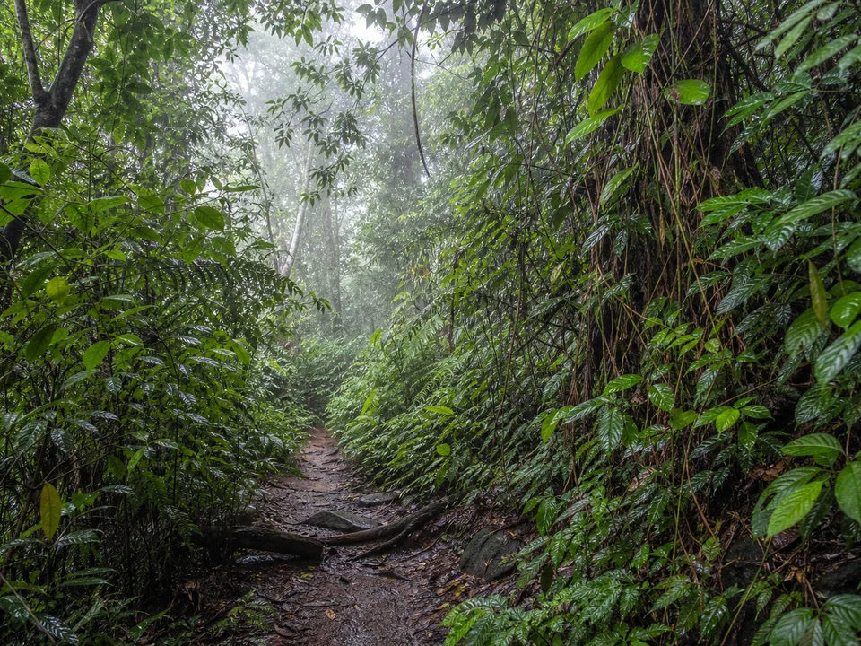 Rainforest Walks & Birdlife