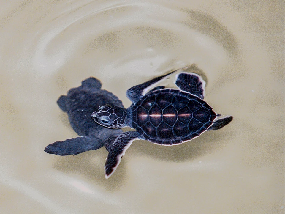 Turtle Hatcheries & Releases
