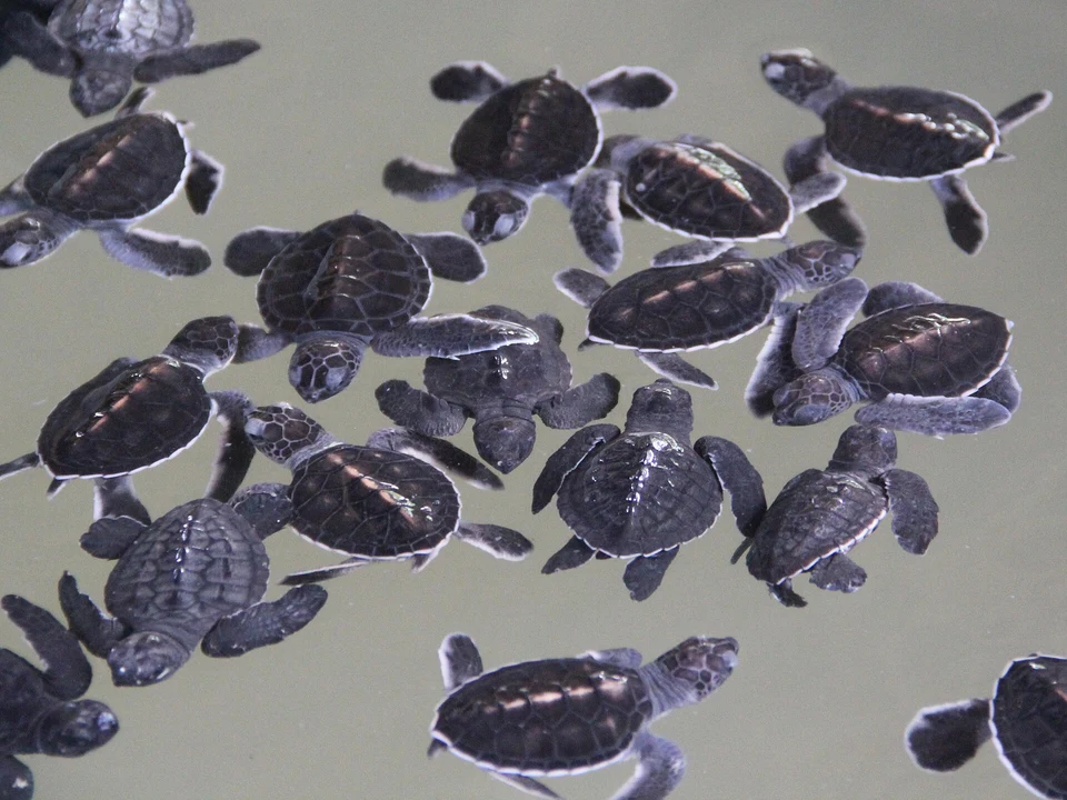 Turtle Coast & Quiet Beaches