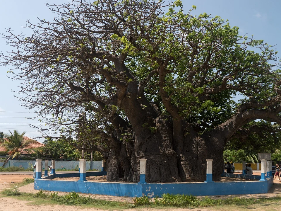 Baobab Trees & Island Scenery