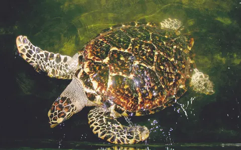 Mihiripenna Beach — Sea Turtles & Whales
