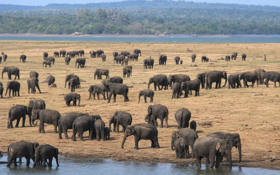 Minneriya Elephant Gathering Safari