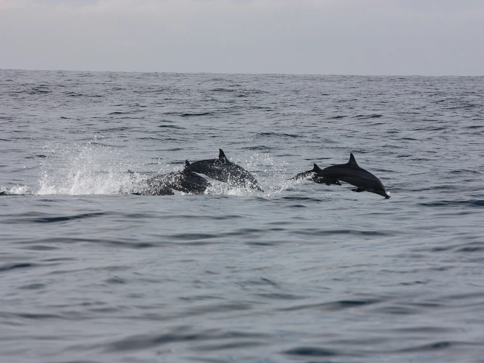 Whale & Dolphin Watching
