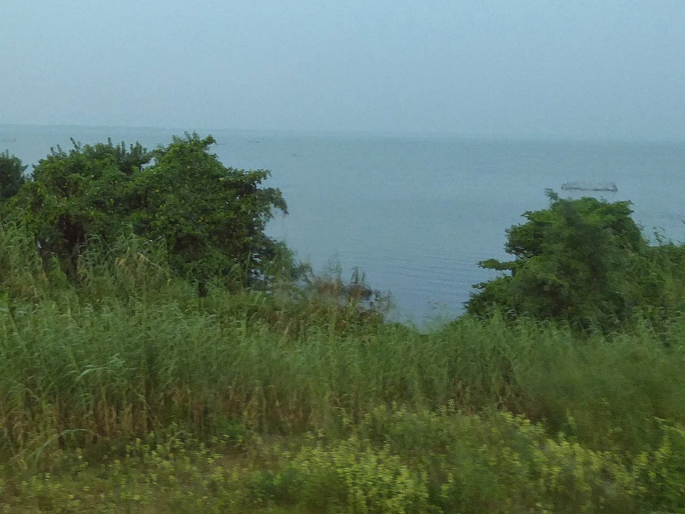 Lagoon Birdlife & Boat Trips