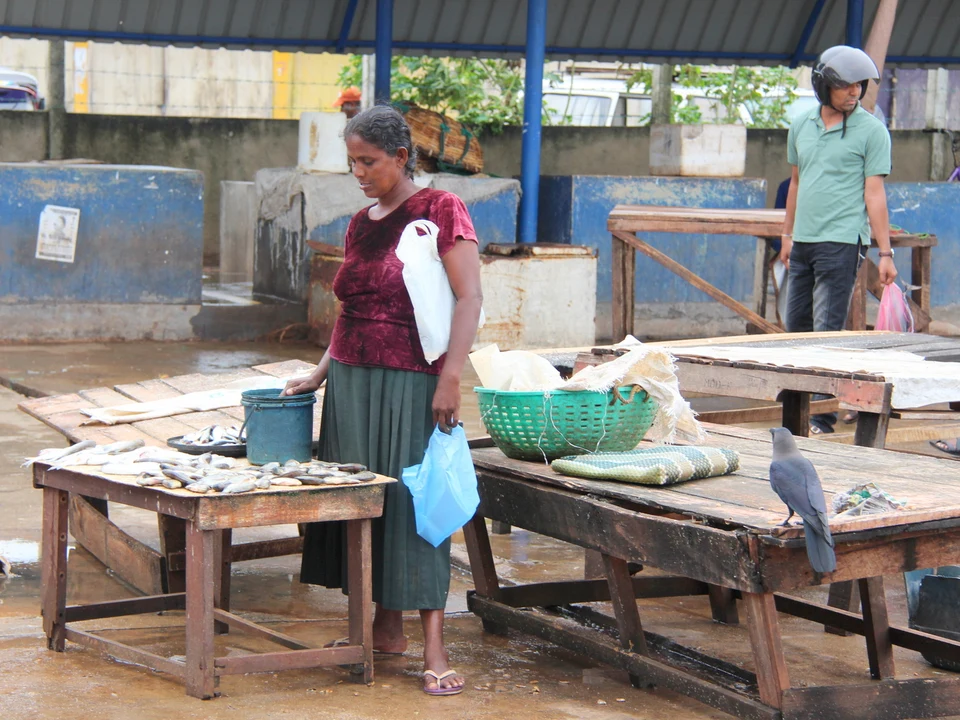 Fish Market & Harbour