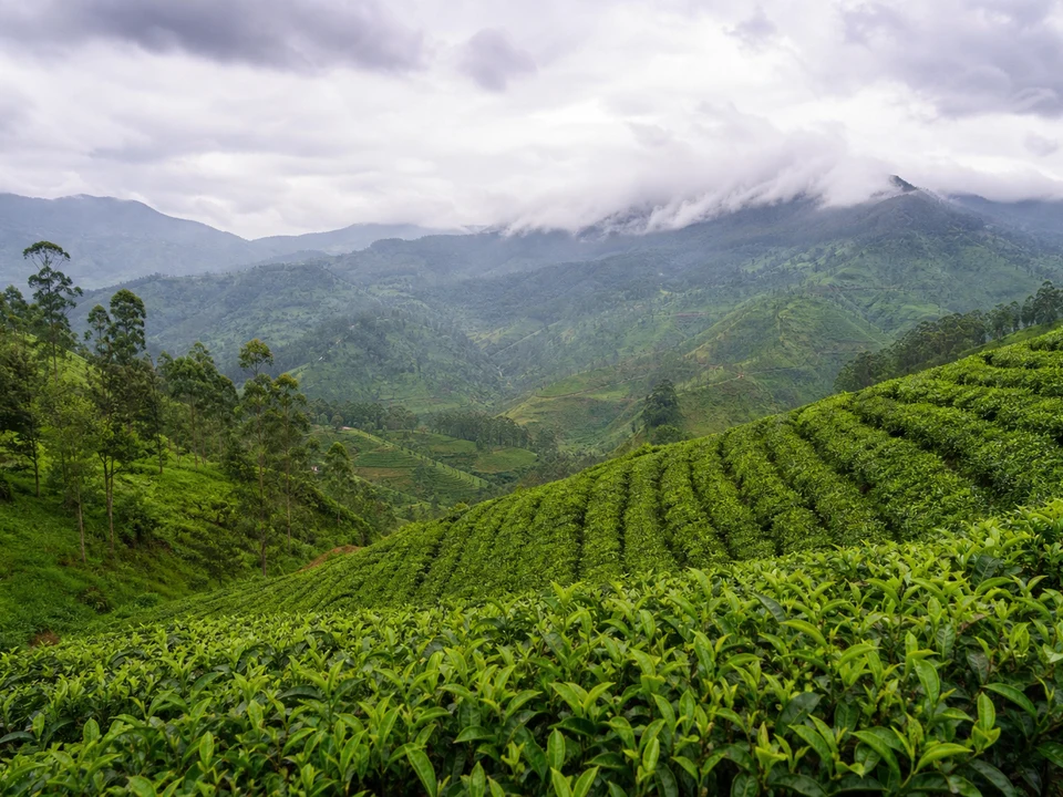 Nuwara Eliya