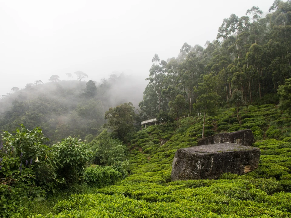Tea Estates & Factory Tours