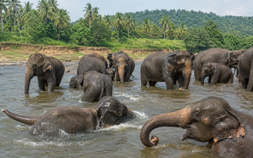 Pinnawala Elephant Orphanage Visit