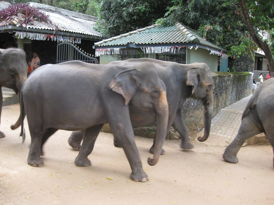 Conservation Context & Alternatives