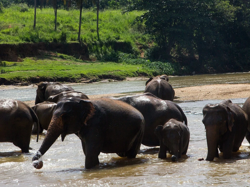 Elephant Orphanage & River Bathing