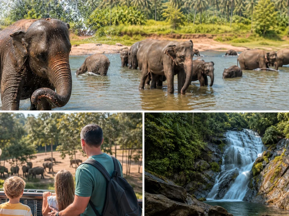 Elephant Orphanage & River Bathing