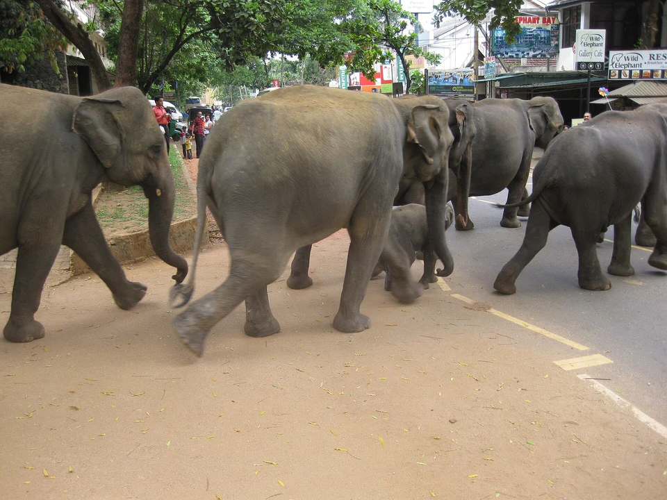 Planning Your Pinnawala Visit