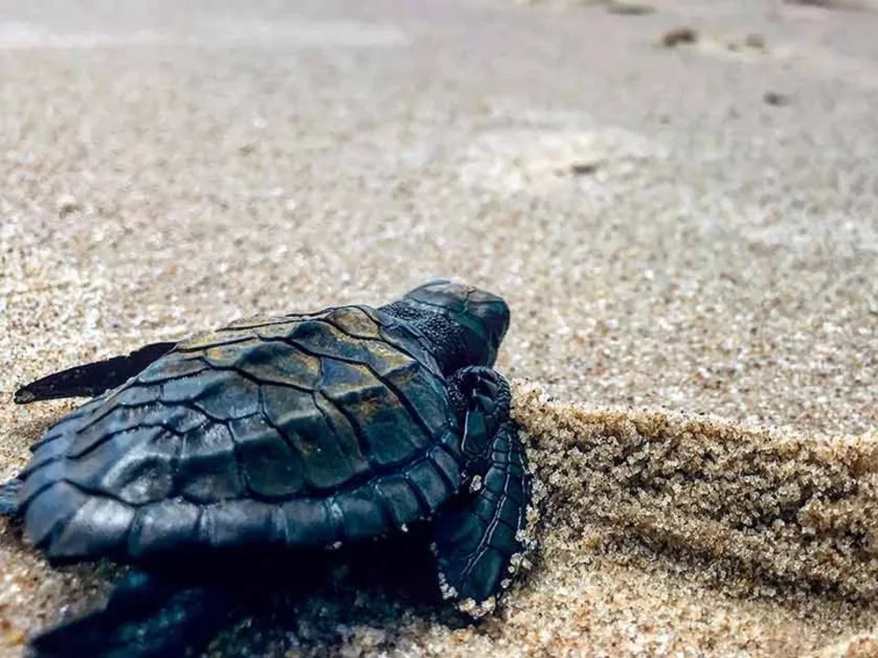 Rekawa Night Turtle Watching — the full experience