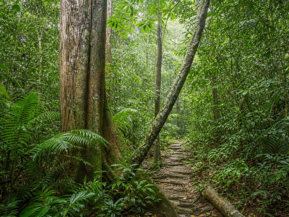 Sinharaja