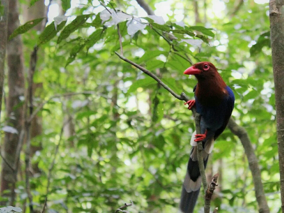 Endemic Birds & Mixed Flocks
