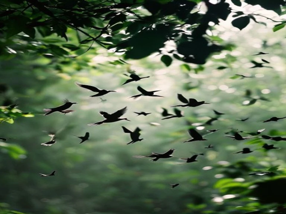 Endemic Birds & Mixed Flocks