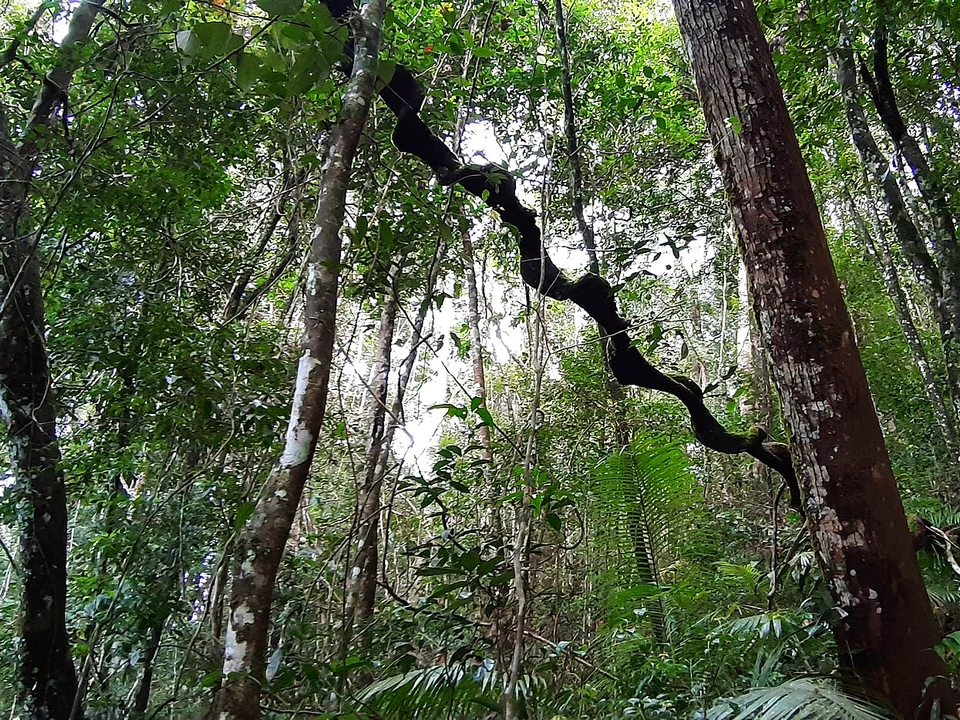 Giant Trees & Forest Ecology