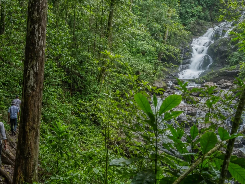 UNESCO Rainforest Reserve