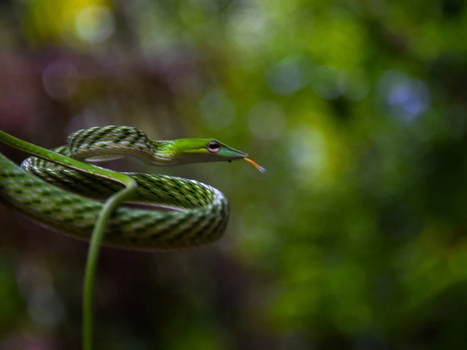 Guided Rainforest Treks