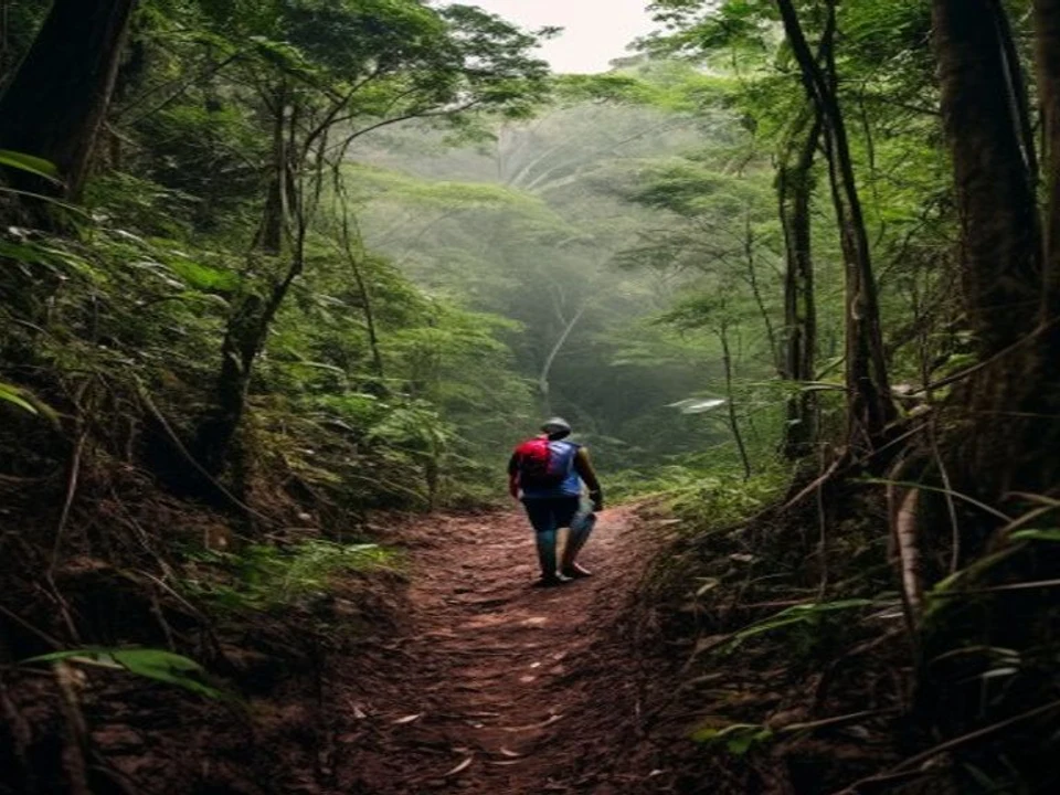 Guided Rainforest Treks