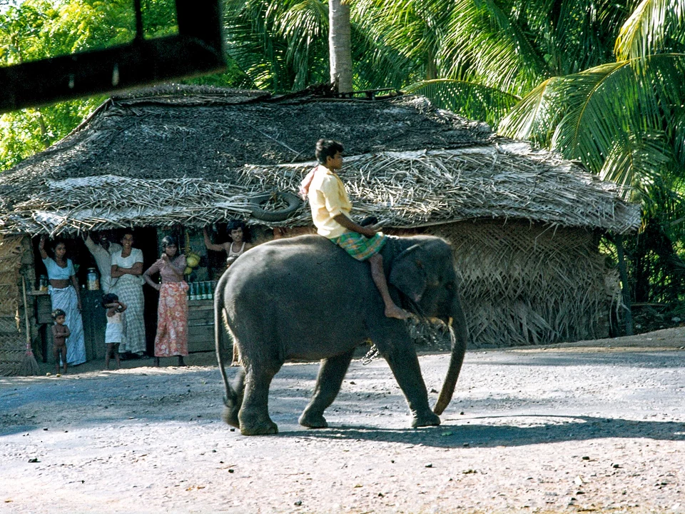 Yala Safaris from Tissa
