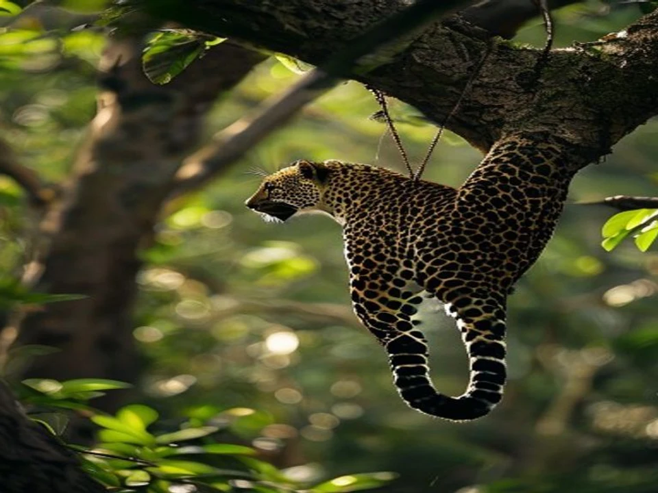 Yala Safaris from Tissa