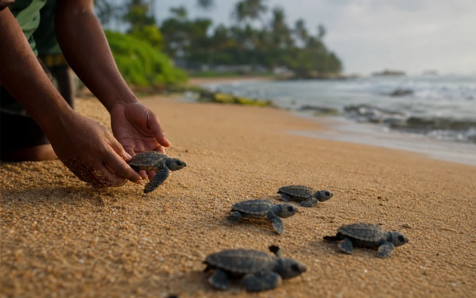 Sea Turtle Hatchery Visit