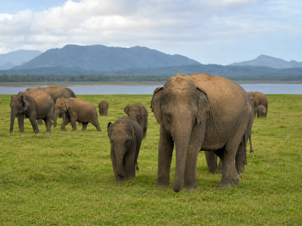 Udawalawe
