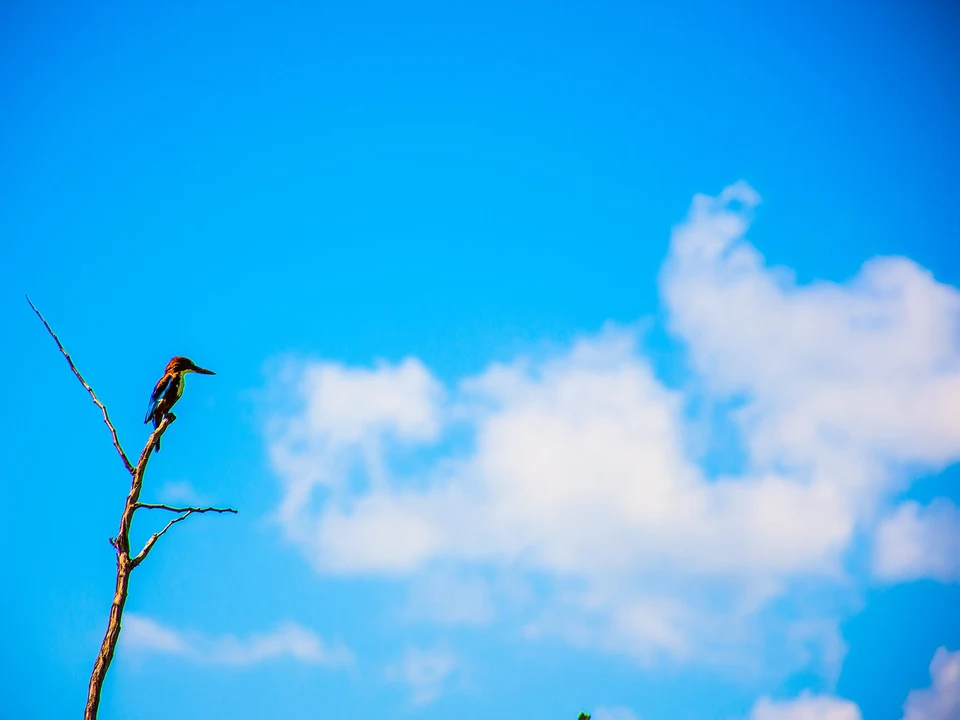 Birdlife & Reservoir Views