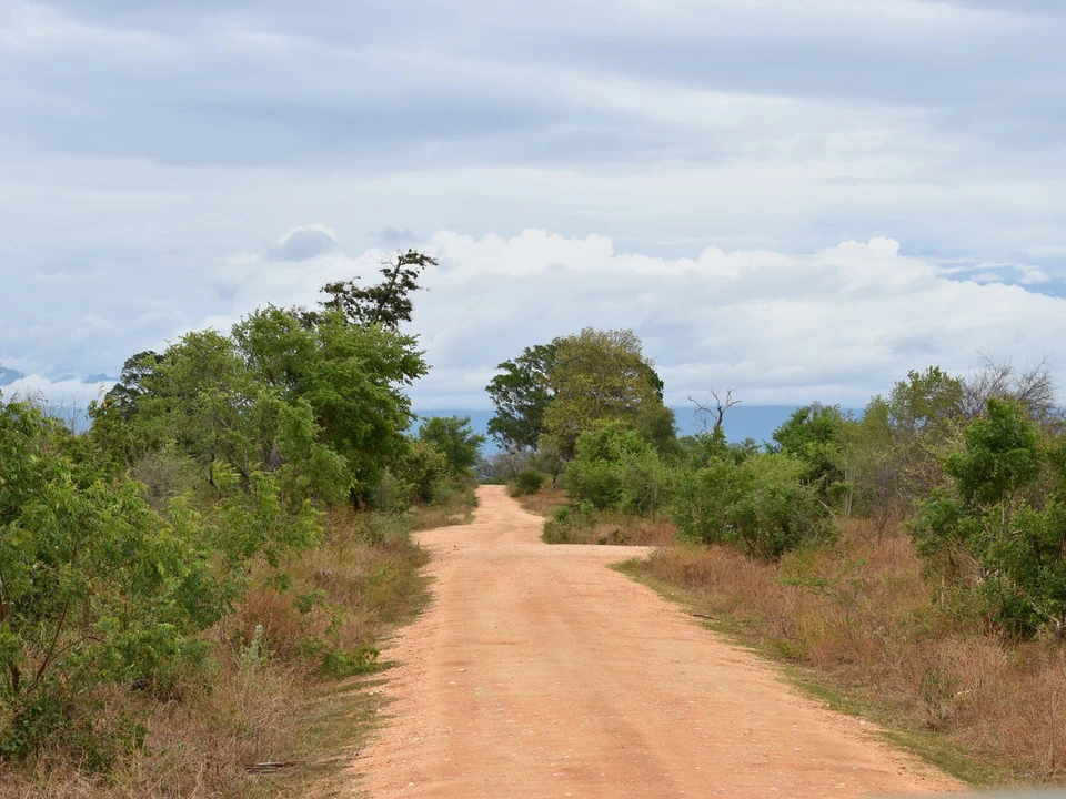 Jeep Safaris & Elephant Herds