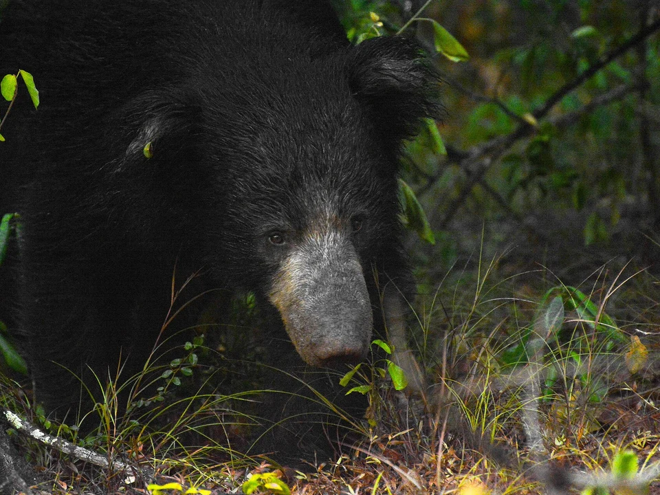 Sloth Bears & Nocturnal Signs