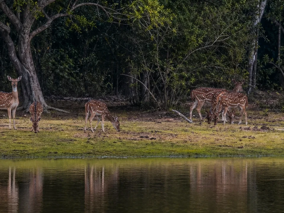 Forest Lakes & Leopard Country